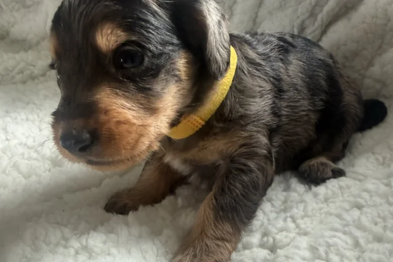 Doxipoo