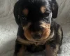 Doxipoo