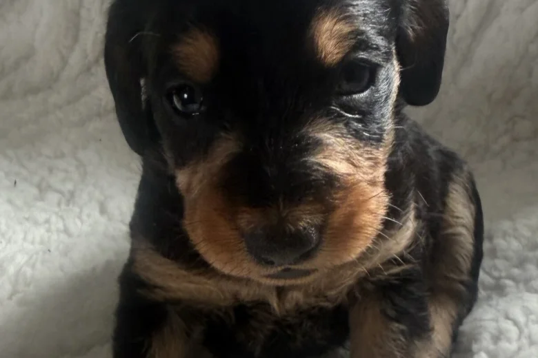 Doxipoo