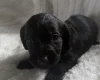 Doxipoo