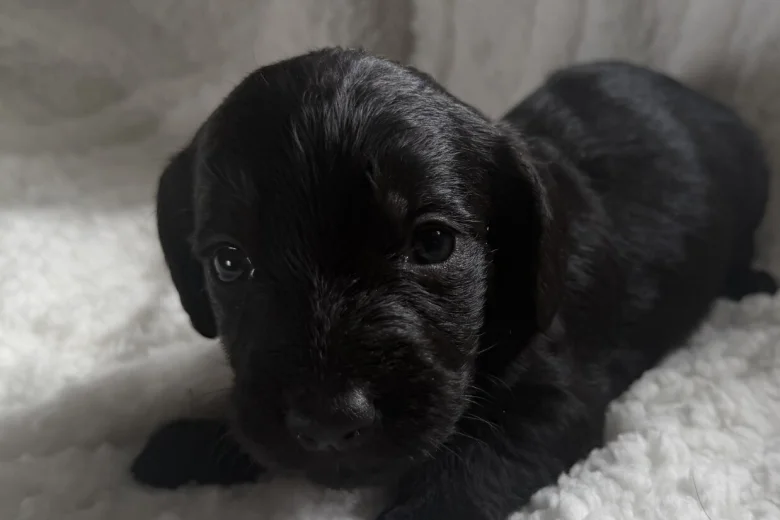 Doxipoo