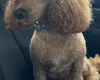 Doxipoo