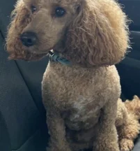 Buster