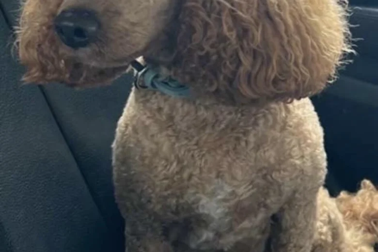 Doxipoo
