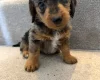 Doxipoo