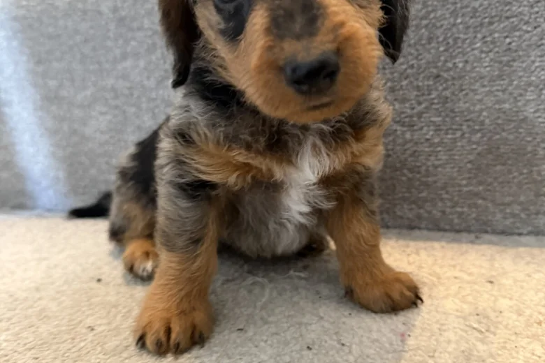 Doxipoo