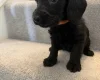 Doxipoo