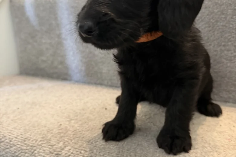 Doxipoo