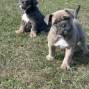 English Bulldog