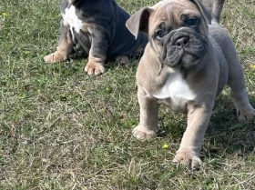 English Bulldog
