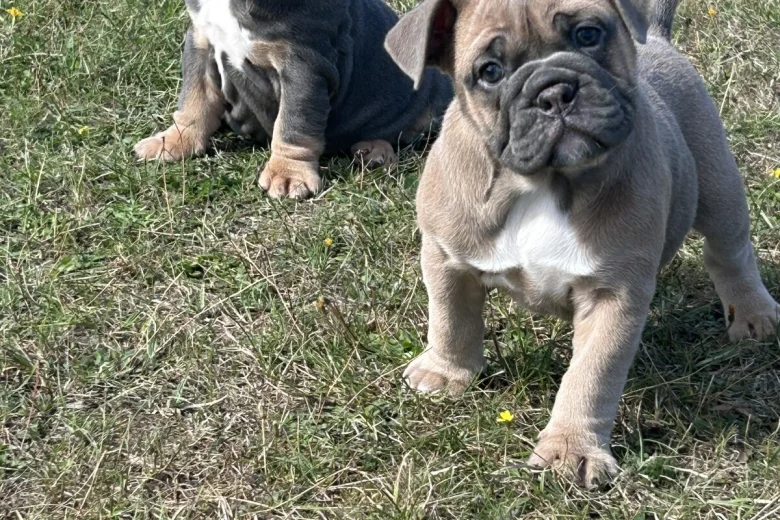 English Bulldog