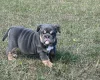 English Bulldog