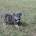 English Bulldog