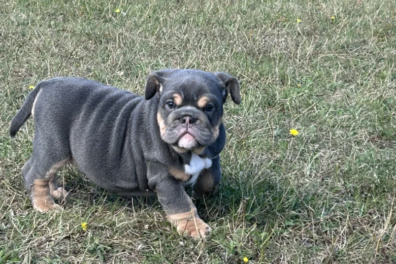 English Bulldog