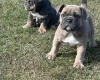 English Bulldog