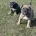 English Bulldog