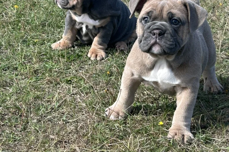 English Bulldog
