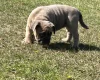 English Bulldog