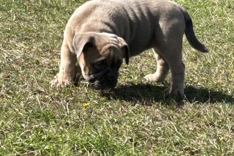 English Bulldog