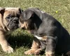 English Bulldog