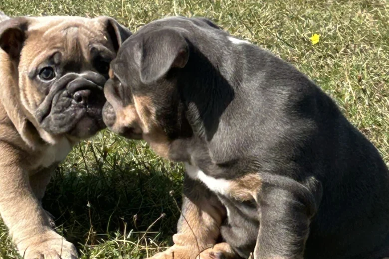 English Bulldog