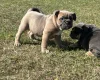 English Bulldog