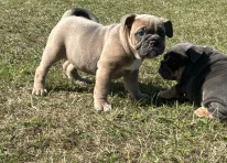 Puppy 2