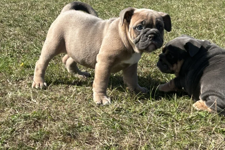 English Bulldog