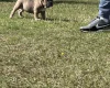 English Bulldog