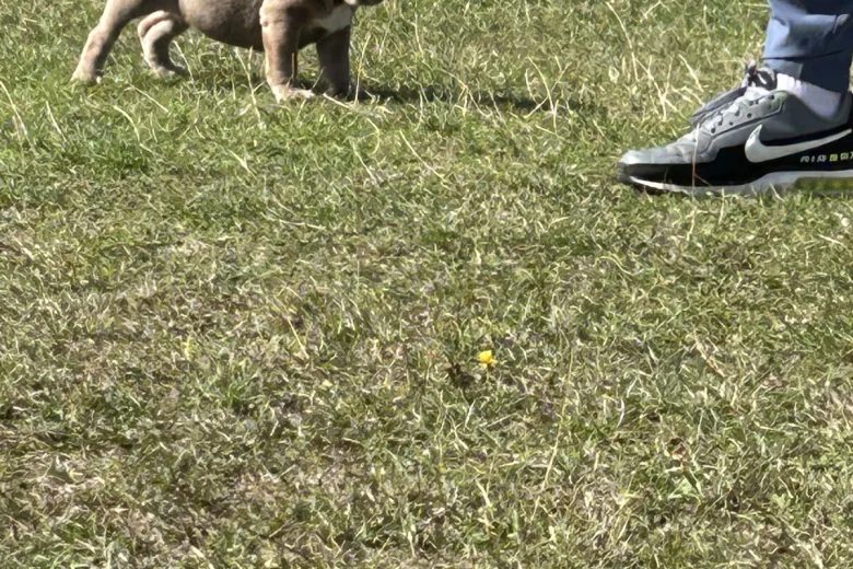 English Bulldog