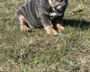 English Bulldog