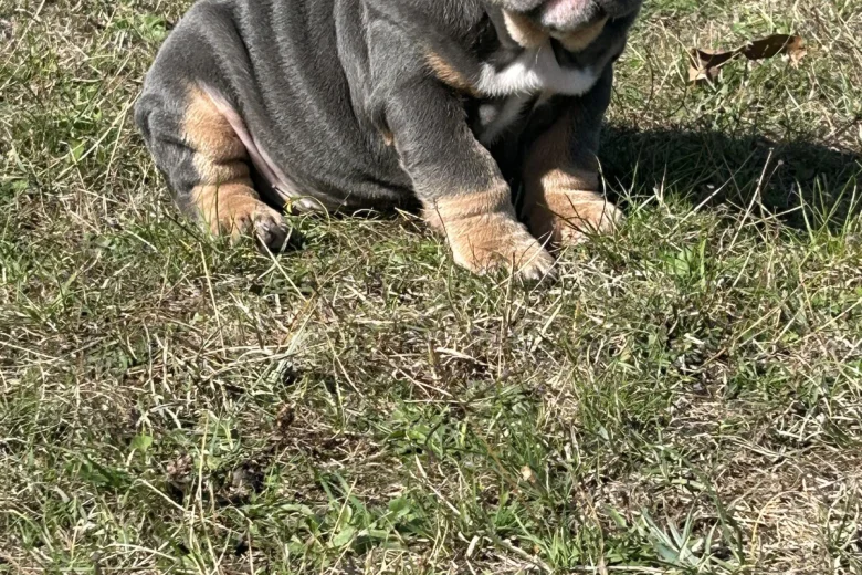 English Bulldog