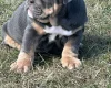 English Bulldog
