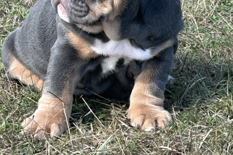 English Bulldog