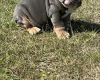 English Bulldog