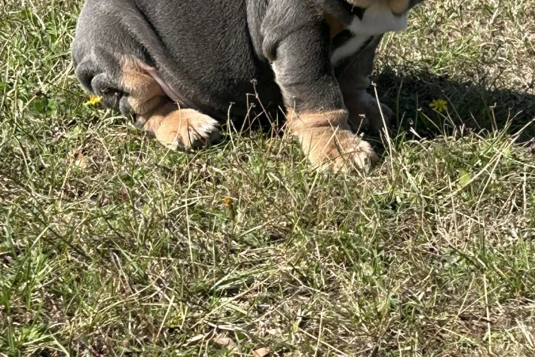 English Bulldog