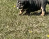 English Bulldog
