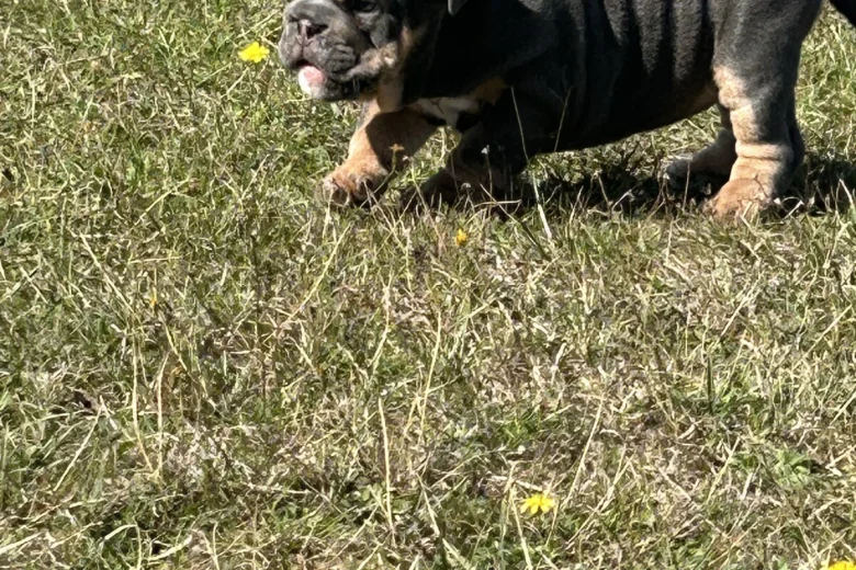 English Bulldog