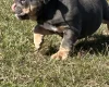 English Bulldog