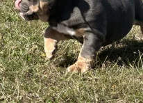 Puppy 1