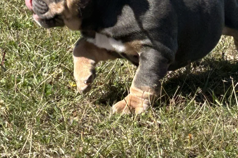 English Bulldog