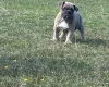 English Bulldog