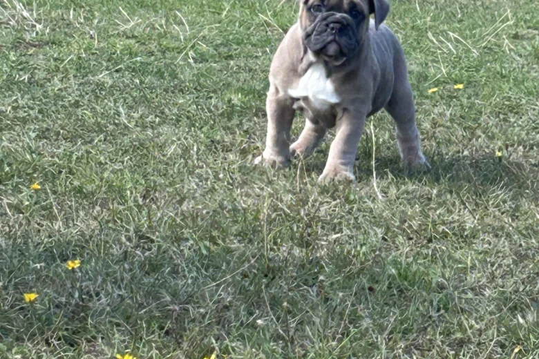English Bulldog