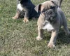 English Bulldog