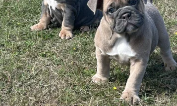 English Bulldog