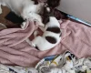 English Springer Spaniel