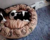 English Springer Spaniel