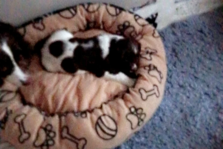 English Springer Spaniel