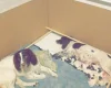English Springer Spaniel