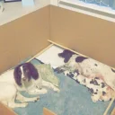 English Springer Spaniel